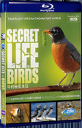 The Secret Life of Birds 1080P for Gift 1-Disc All RegionPlay Seal Box Blu-ray