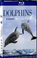 2014 Dolphins - Spy in the Pod (2014) 1080P for Gift 1-Disc All RegionPlay Seal Box Blu-ray